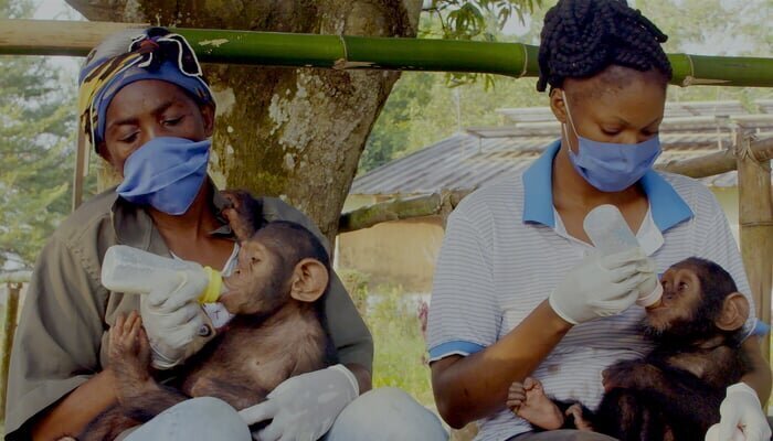 Šimpanžu glābšana Kongo kopā ar Džeinu Gudalu