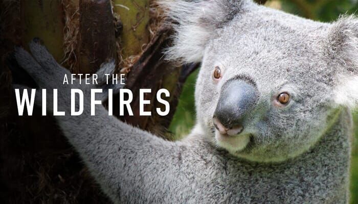 After the Wildfires - The Recovery of Australia's Wild