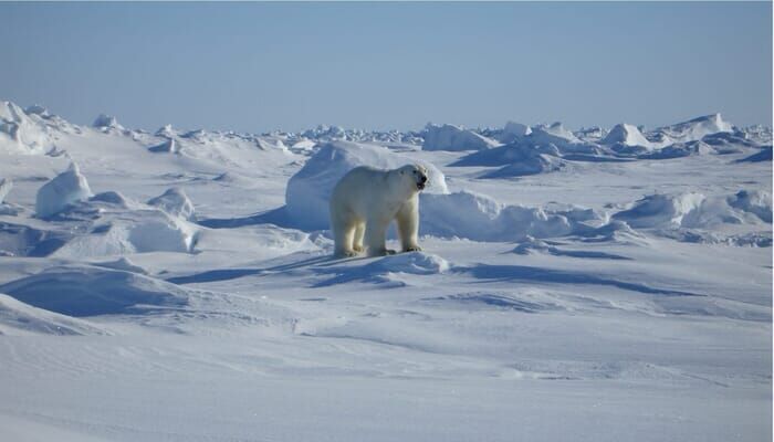 The Arctic, A Boy Becomes A Hunter