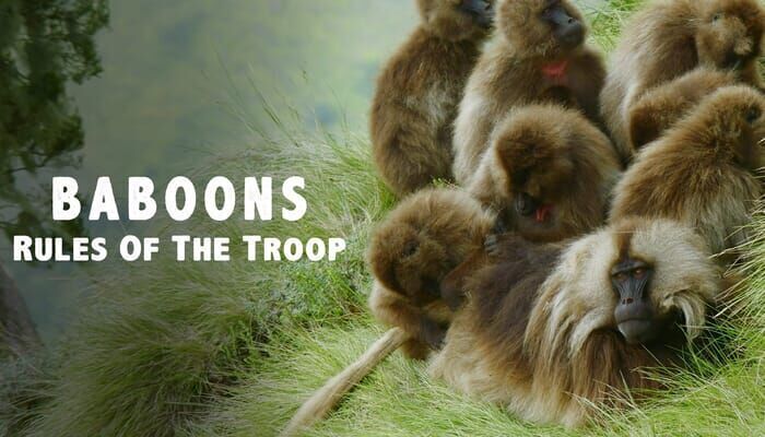 Baboons: Rules of the Troop