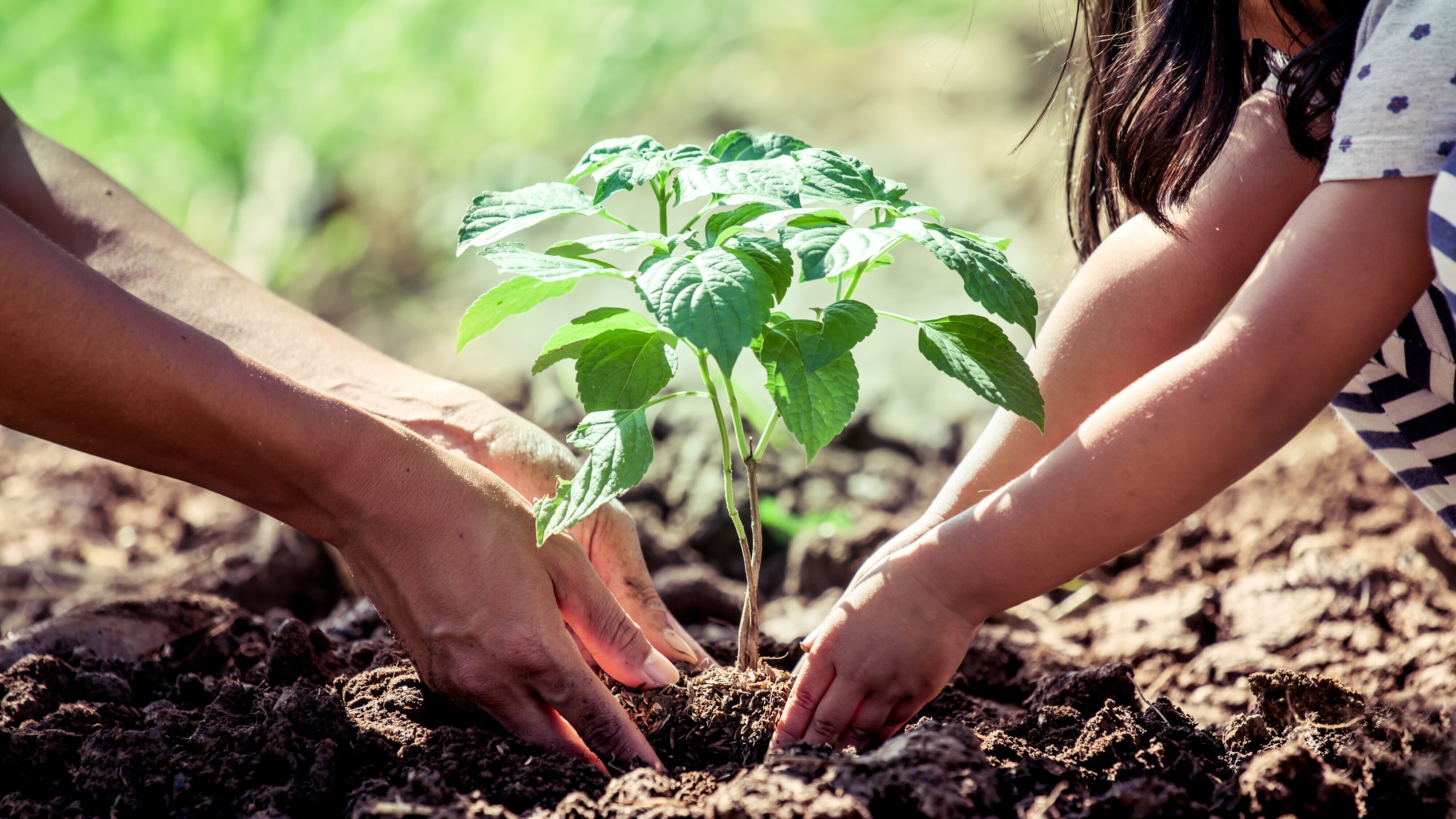 Ab ins Beet! Die Garten-Soap