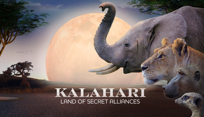 Kalahari, Land of Secret Alliances