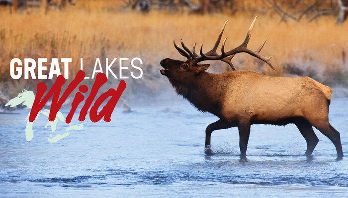 Great Lakes Wild