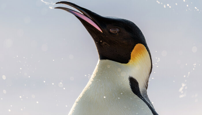 Antarktis – Die Reise der Pinguine
