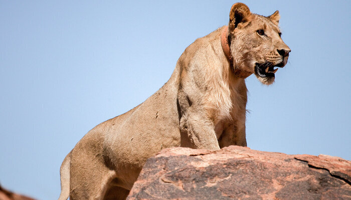 Исчезающие цари – львы пустыни Намиб