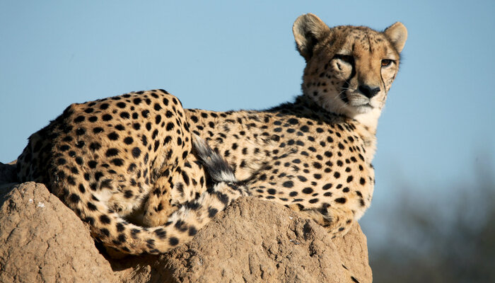 Namibias Geparden, Hoffnung für die Raubkatzen