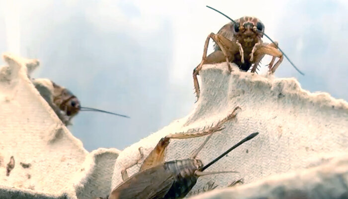 Insekten – Unser Speiseplan für morgen?