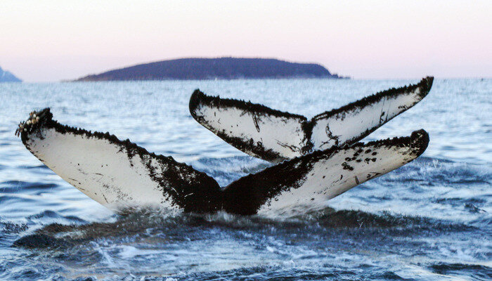 Norwegen – Schwertwalen auf der Spur