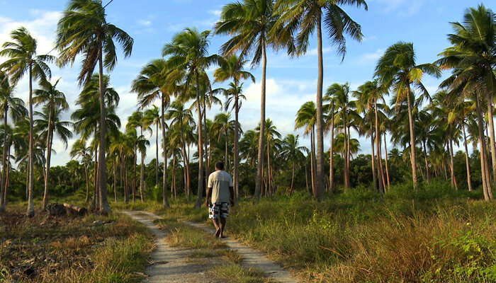 Новая Каледония: обещание водорослей