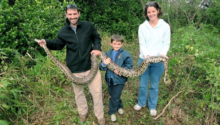 Pythons, Invasion in Florida