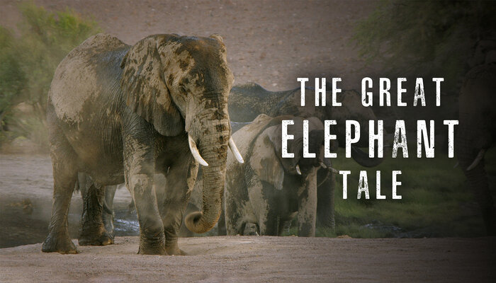 The Great Elephant Tale