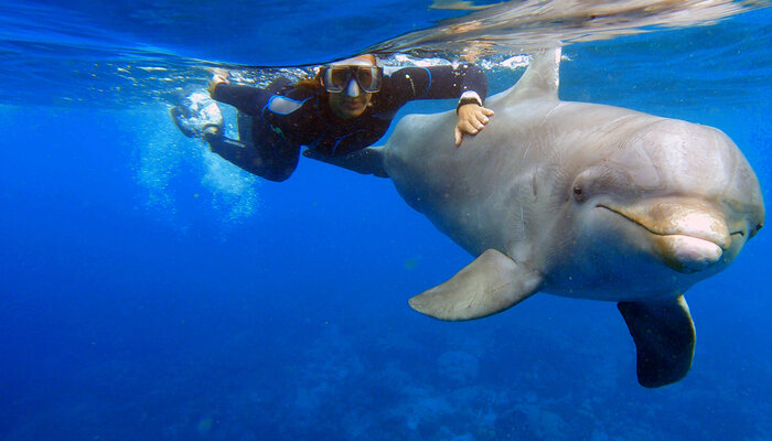 Curaçao: Die sanften Delfine