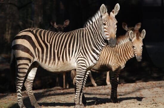 Nashorn, Zebra & Co –...