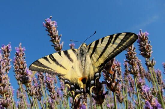 Kinder der Sonne: Unsere...