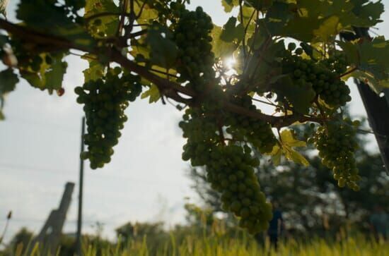 La vigne est belle