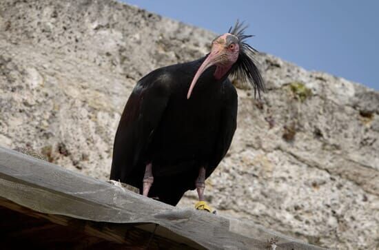 Der Waldrapp – Zugvogel...