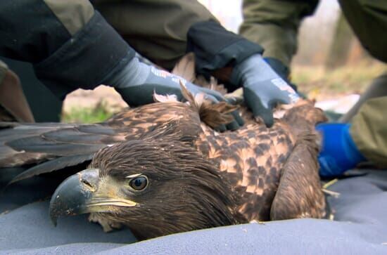 Seeadler hautnah