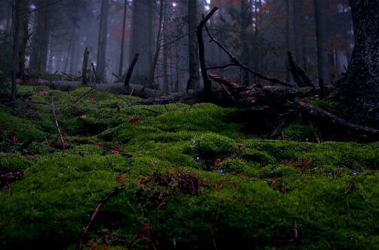 Unsere Wälder