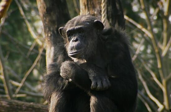 Une vie de chimp'