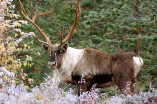 Wildes Skandinavien