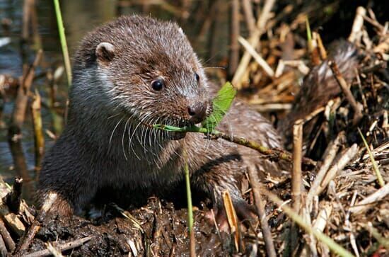 Otter – die Fischer vom...