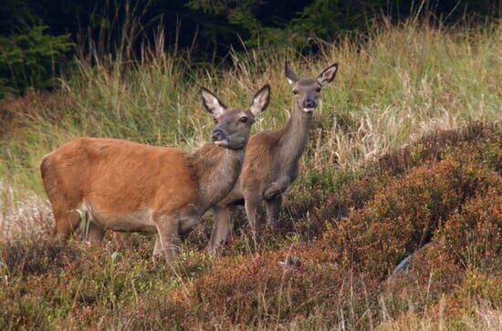 Der Harz – Wildnis im...