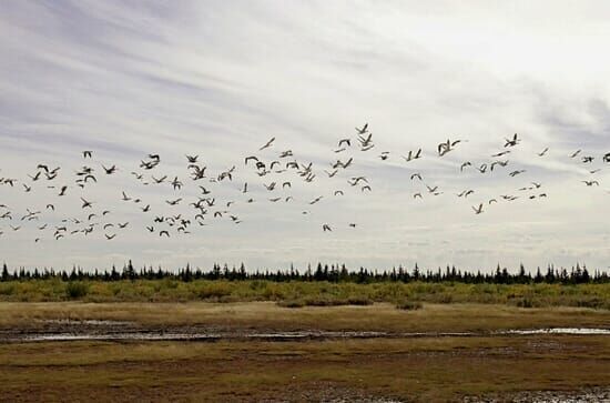 Sommerwildnis Hudson Bay