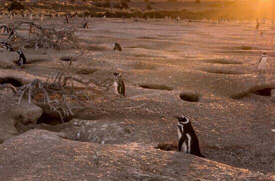 Wild Patagonia