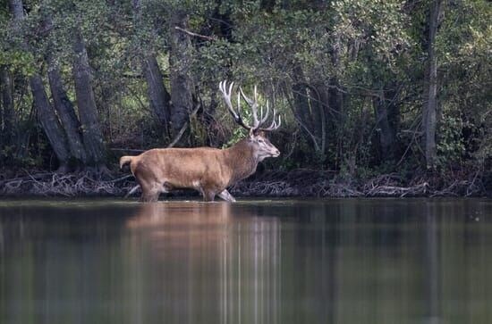 Sa majesté le cerf