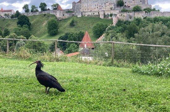 Der Waldrapp – Zugvogel...