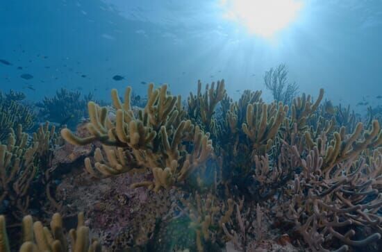 Wunderwelt Korallenriff