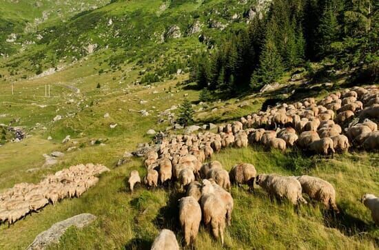 Roumanie, le charme des...