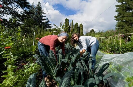 Urban Farming – Gärtnern...