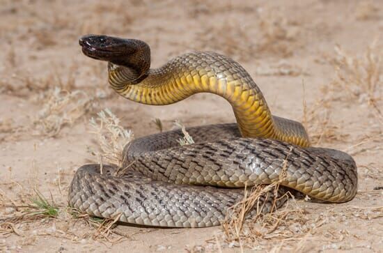 Australiens Schlangen –...