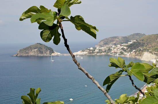 Ischia, da will ich hin!