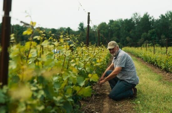 La vigne est belle