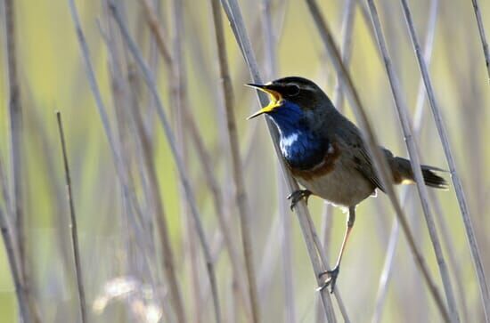 Wildes Belgien