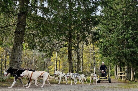 Das Camp in der Wildnis