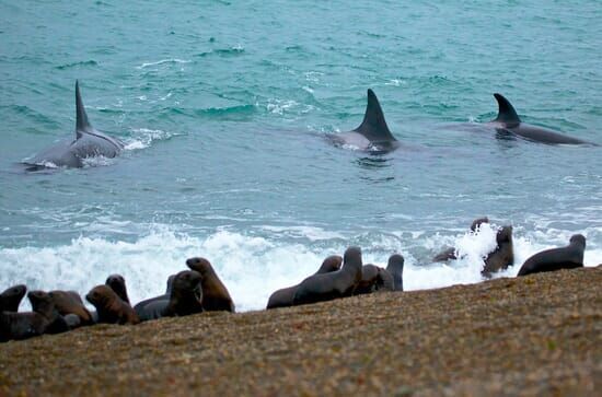 Wild Patagonia