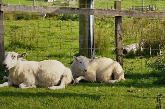 Schottlands wilder Norden...