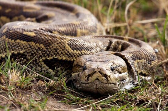 Pythons – Leise Killer