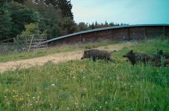 Wildwechsel: Tiere auf...