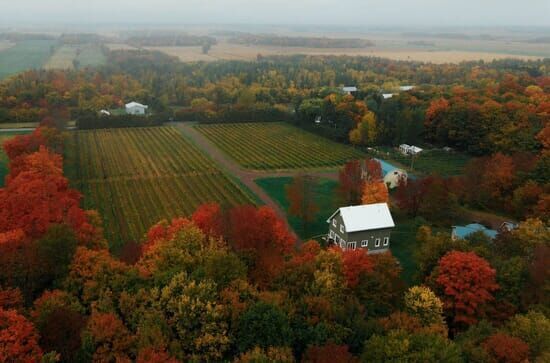 La vigne est belle