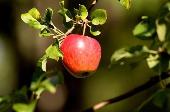 Streuobstwiese – Herbst...