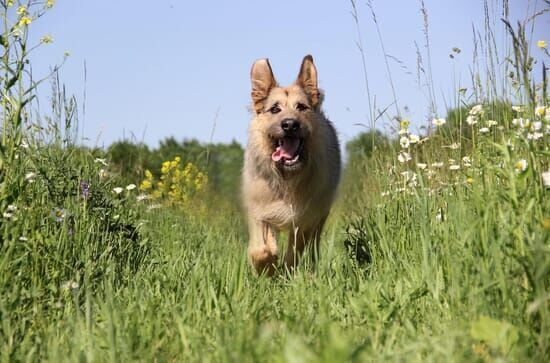 Racko – Ein Hund für alle...