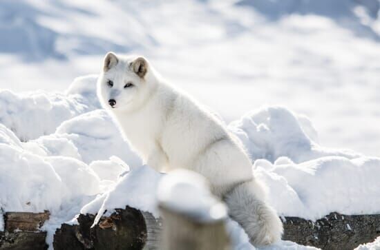 Spie nella natura