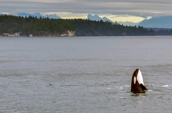 Orcas – Herrscher der...