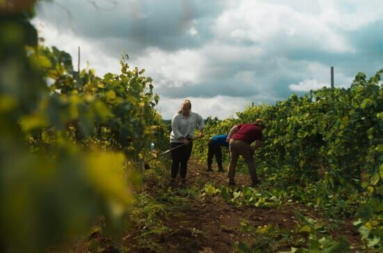 La vigne est belle