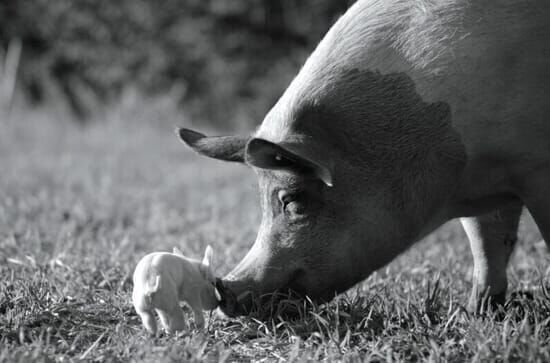 Gunda: Mother, Pig