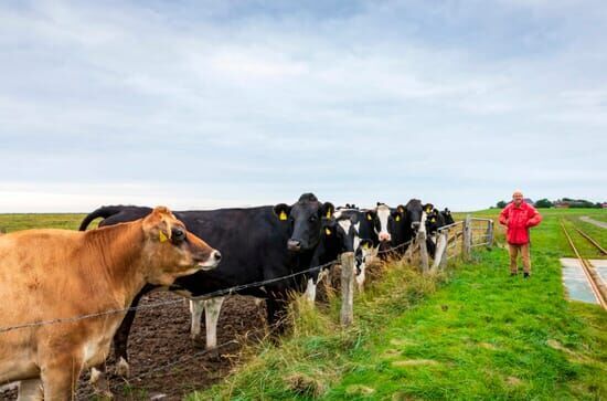 Hallig vor dem Aus? –...